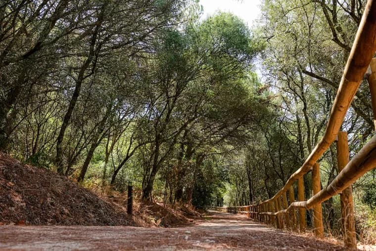 Contar a floresta